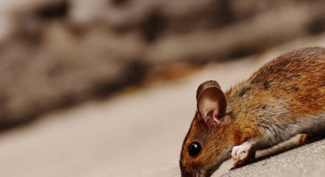 De meeste mensen hebben last van dit ongedierte