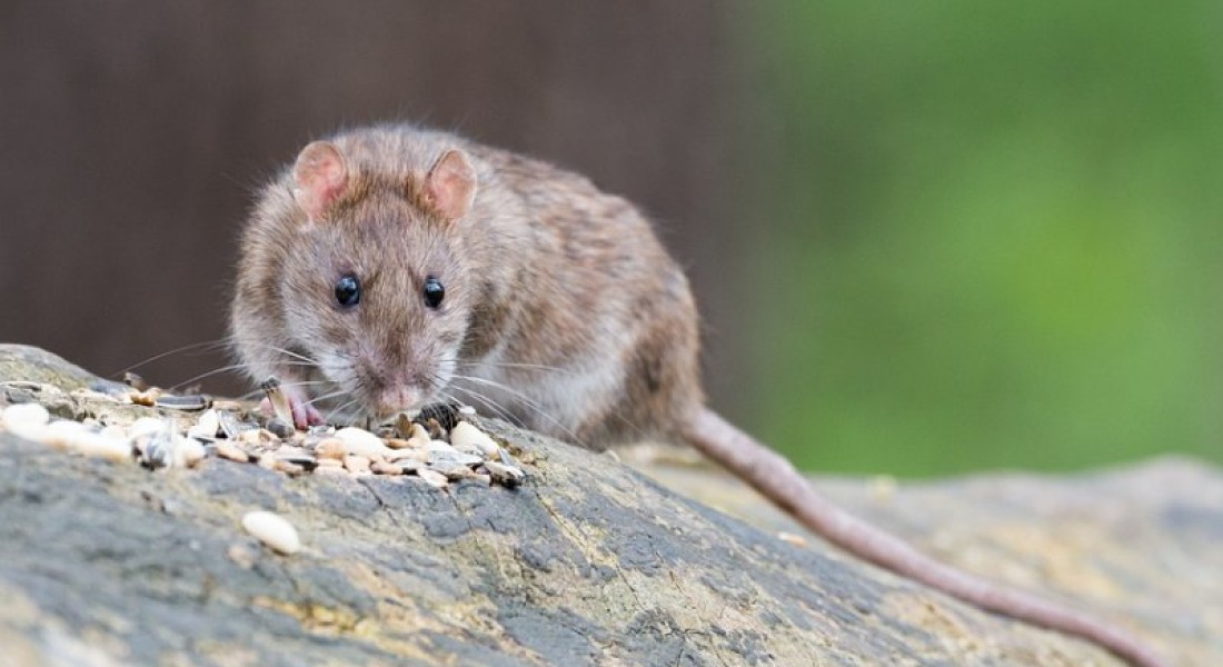 Rattenprobleem in de tuin?