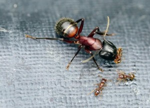 Hoe houd je mieren uit jouw keuken? - 