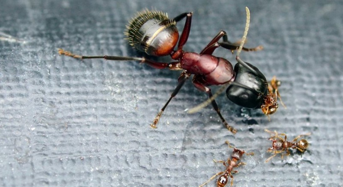 Hoe houd je mieren uit jouw keuken?