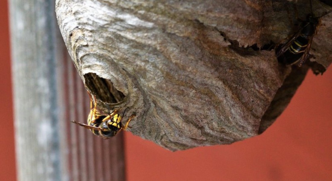 Stappenplan wespennest verwijderen 