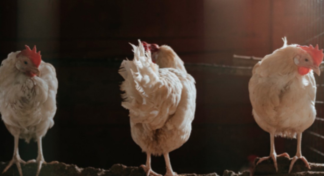 Kippenhok bouwen: waar moet je op letten?