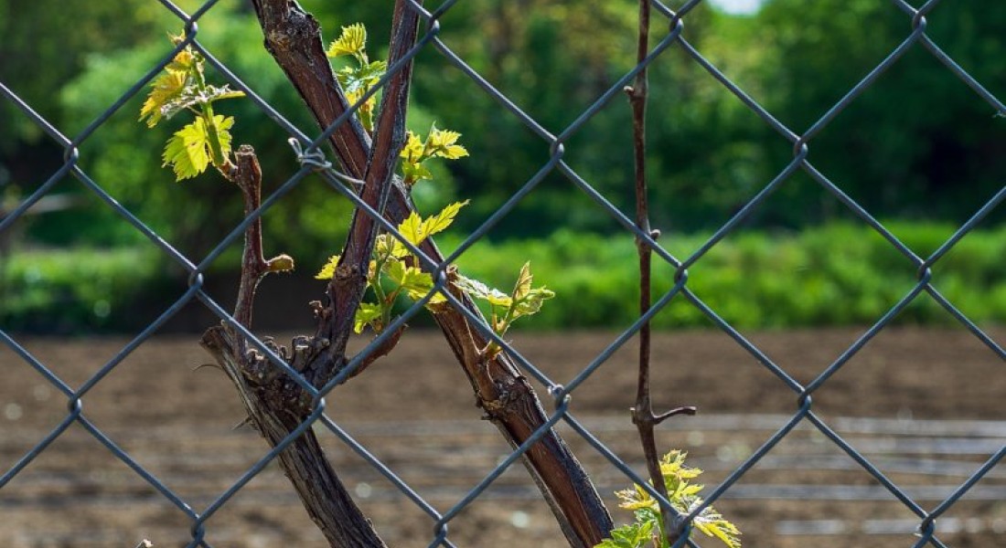 De voordelen van een gaaspaneel in je tuin