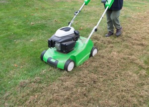 Wat te doen met mos in je gazon? 3 tips - 