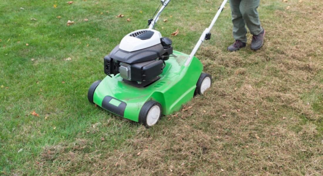 Wat te doen met mos in je gazon? 3 tips