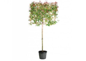 Je tuin inrichten kan nog een hele uitdaging zijn! - 