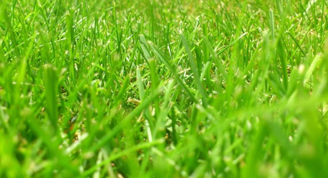 Maaischema voor nieuw aangelegd gazon