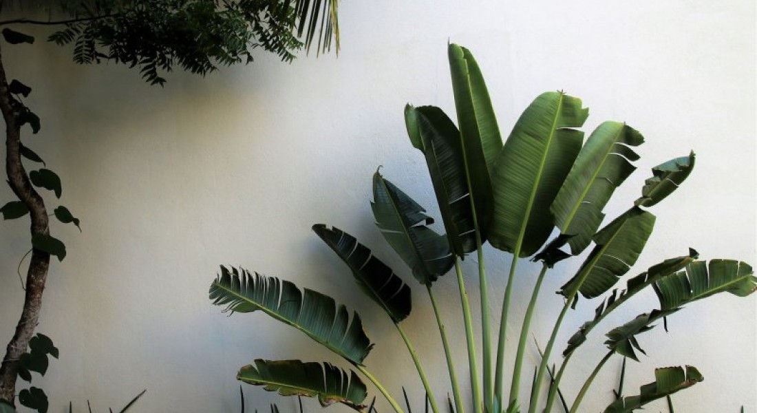 Tuinmuur ideeën: 5 slimme manieren om meer uit jouw buitenruimte te halen