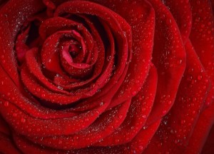 Uitgelegd: De betekenissen van verschillende rozen - 