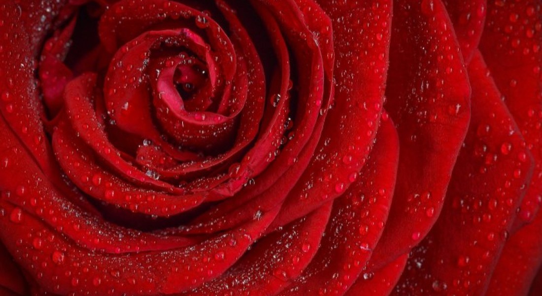 Uitgelegd: De betekenissen van verschillende rozen