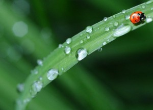 Wel de blaadjes, maar niet de gaatjes - 
