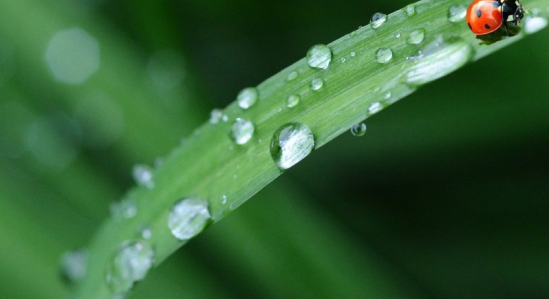 Wel de blaadjes, maar niet de gaatjes