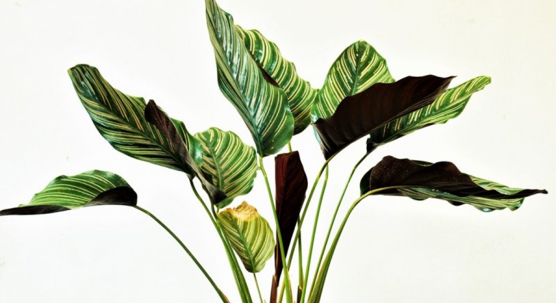 Ga ook voor meer groen in huis met de leukste kamerplanten