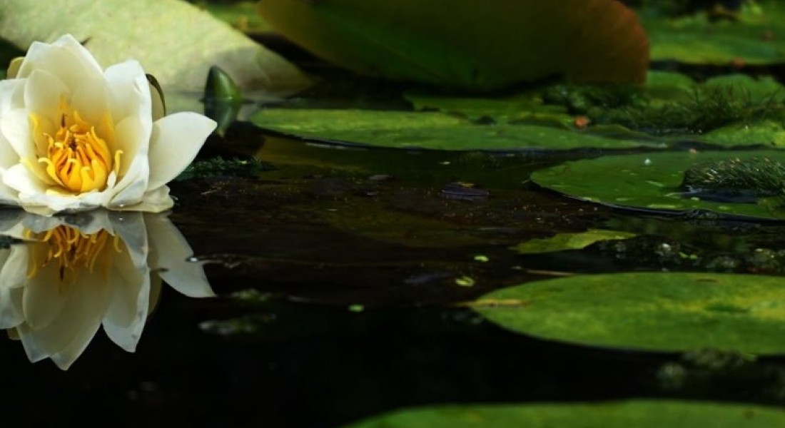 Vijver in de tuin; Heb je hier al aan gedacht? 
