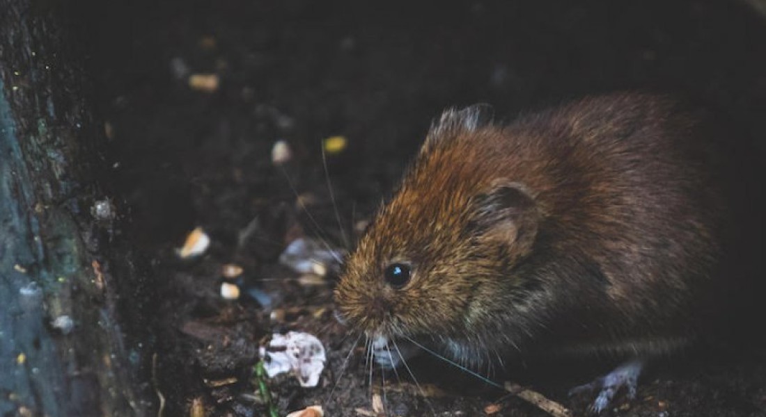 Jouw ongedierteplaag laten verhelpen