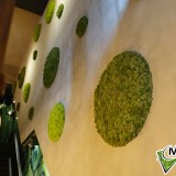 Foto 0 - Moswens uit Asten