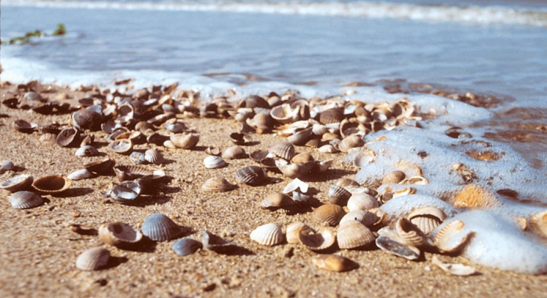 Ecologische vloerisolatie met Isoschelp