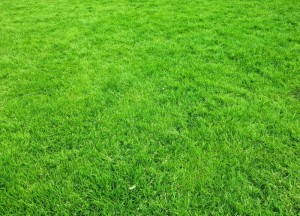 Genieten van een mooie zomer in jouw prachtige tuin! - 