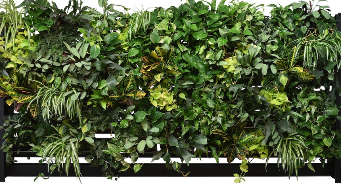 Groene oase met een verticale tuin