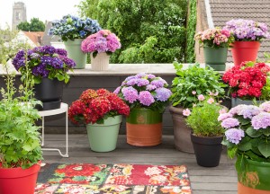 Bloeiende planten in de tuin en op het terras - 