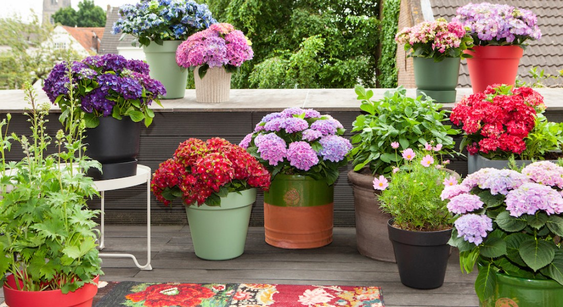 Bloeiende planten in de tuin en op het terras