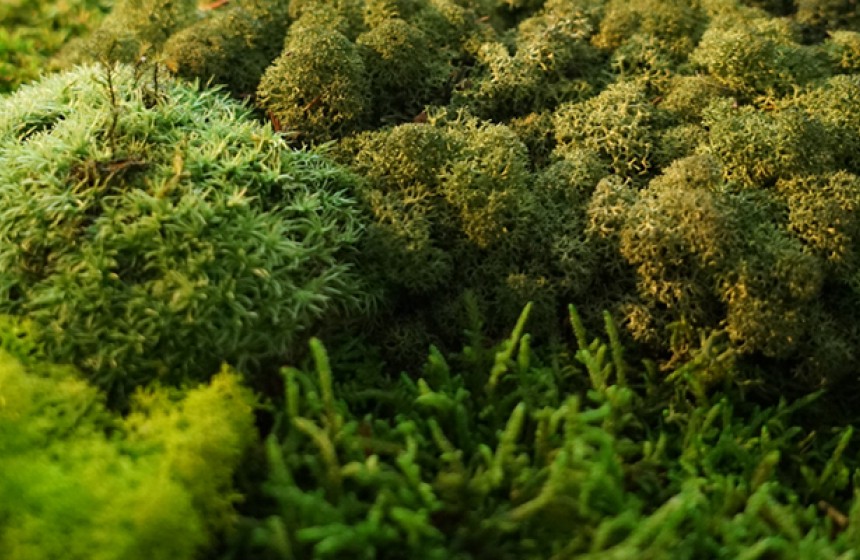 MOSCREATIE DE EYECATCHER VOOR IEDER INTERIEUR