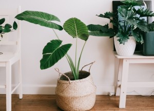 Groen in je interieur - 