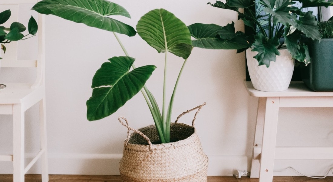 Groen in je interieur