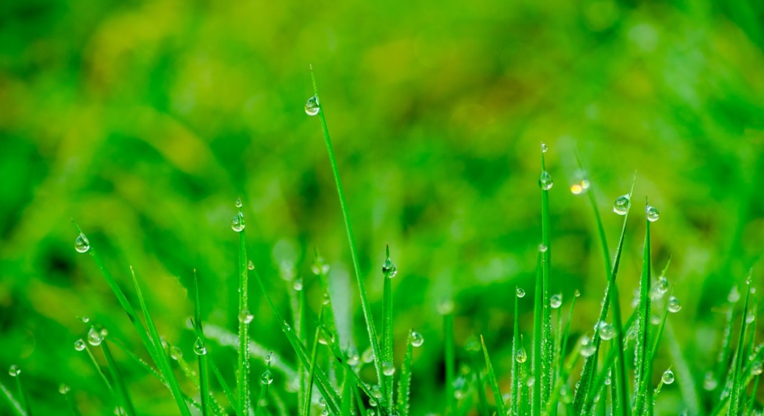 Laat je tuin stralen deze zomer