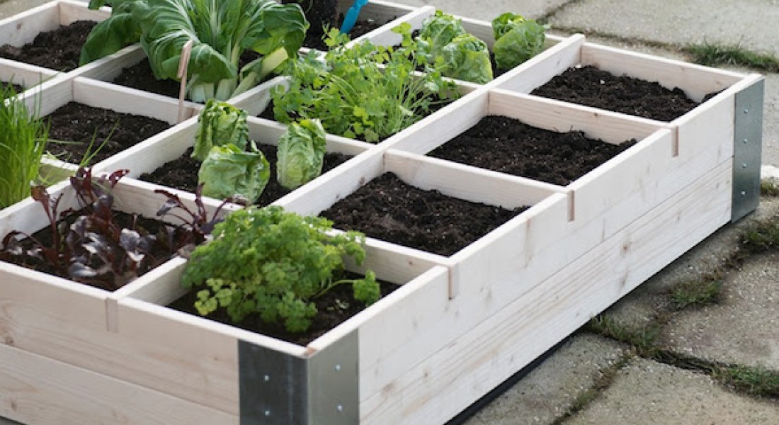 Groenten uit eigen tuin