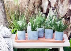 Tuinplant van de maand september - 