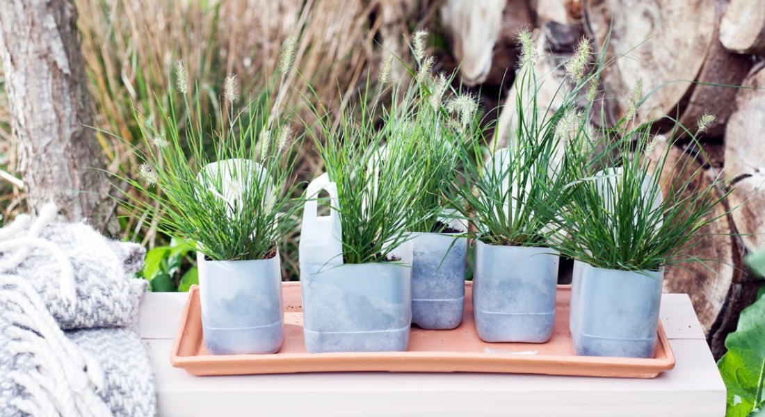 Tuinplant van de maand september