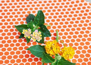 Lantana als magneet voor vlinders - 