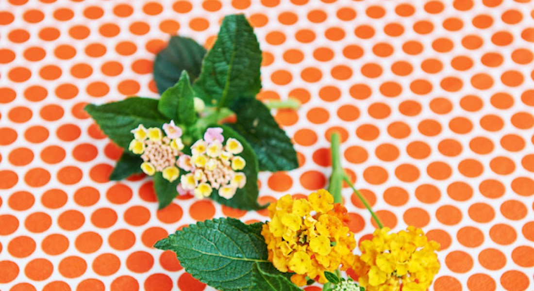 Lantana als magneet voor vlinders