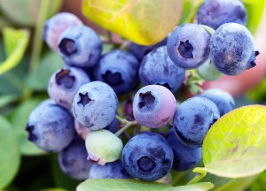 Smullen van eigen blauwe bessen en bramen - 