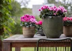 Kleur op je terras en balkon - 