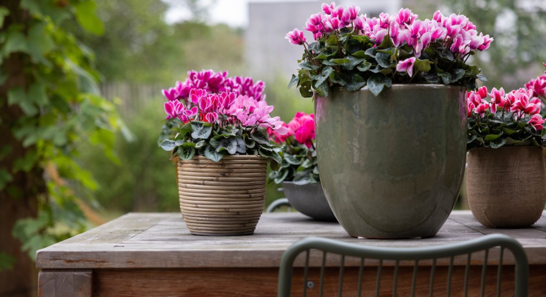 Kleur op je terras en balkon