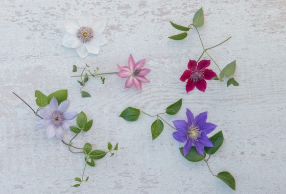 Kleurrijke klimmer in de tuin - WOLF-Garten