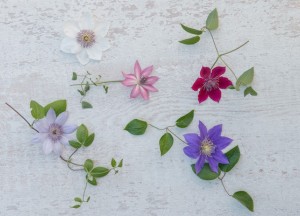 Kleurrijke klimmer in de tuin - WOLF-Garten