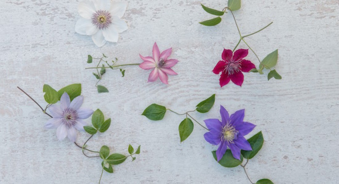 Kleurrijke klimmer in de tuin