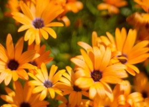 Koningsdag in de tuin - 