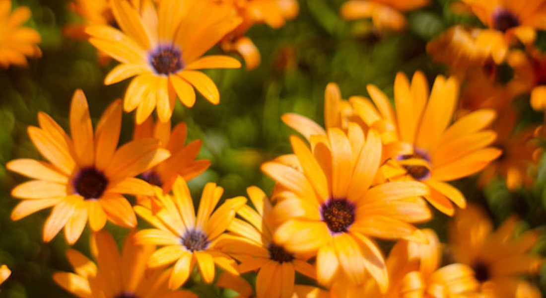Koningsdag in de tuin