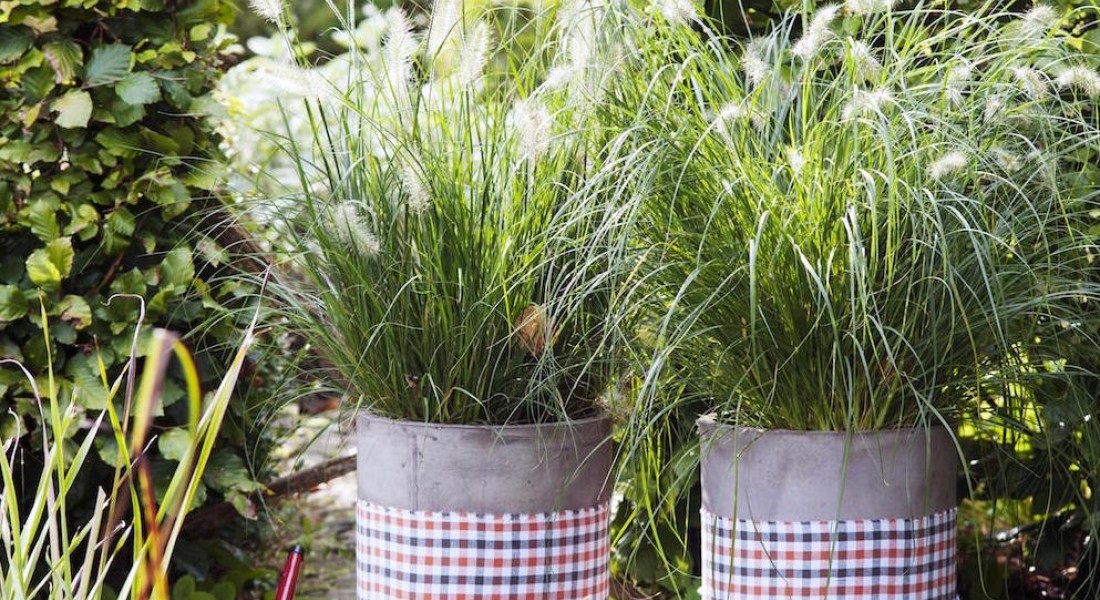 10X tuinplanten waar je ontspannen van wordt