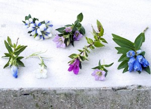 Kleur op je terras: prachtige blauwe klokjes - 