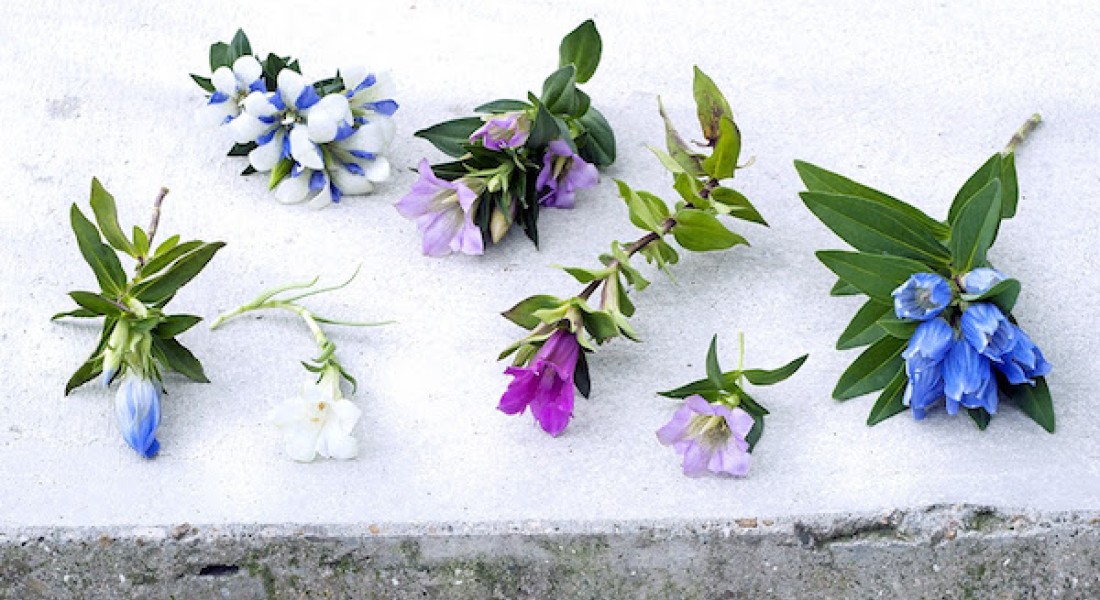 Kleur op je terras: prachtige blauwe klokjes