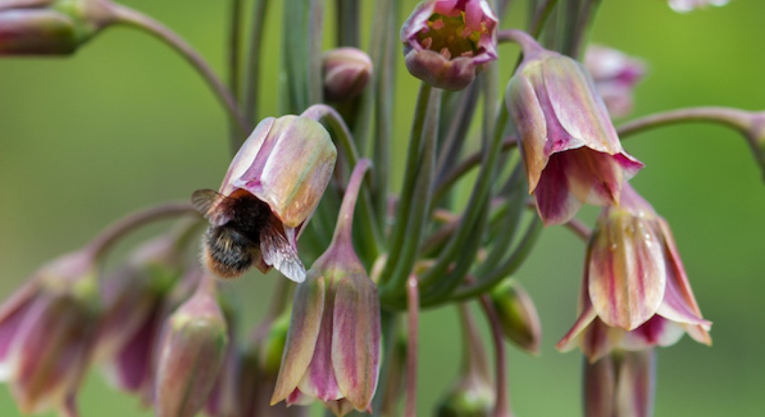 Meer groen in Nederland. Doe mee met deze actie!