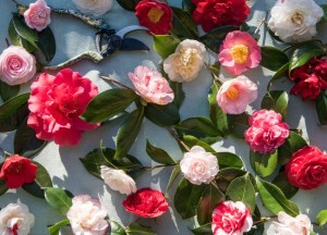 Kleur in de tuin in de wintermaanden - 