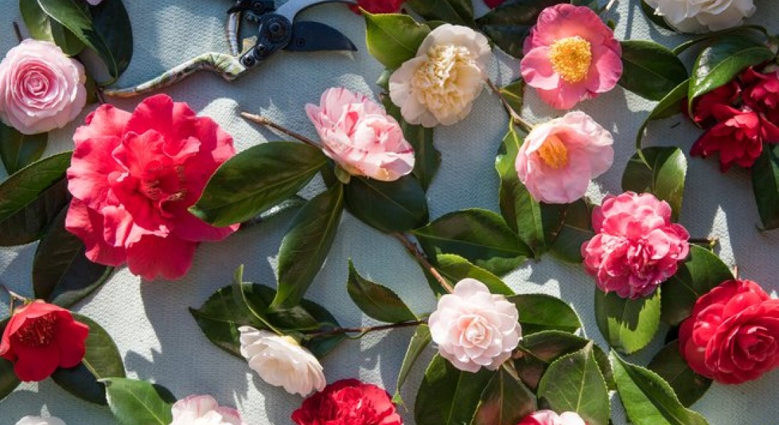 Kleur in de tuin in de wintermaanden