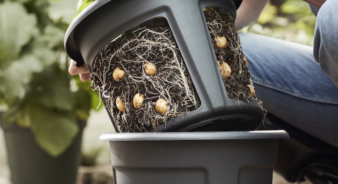 Zo groeien aardappels: de Green Basics Potato Pot