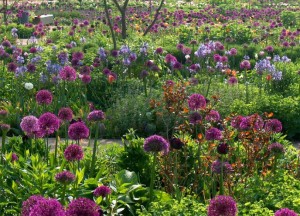 Bollenwijzer: toveren met bloembollen en vaste planten - 